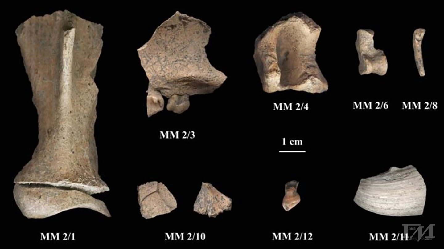 Горња вилица дивље свиње 7332 — 7084 г.п.н.е. (ММ 2/3 и друге животињске кости)